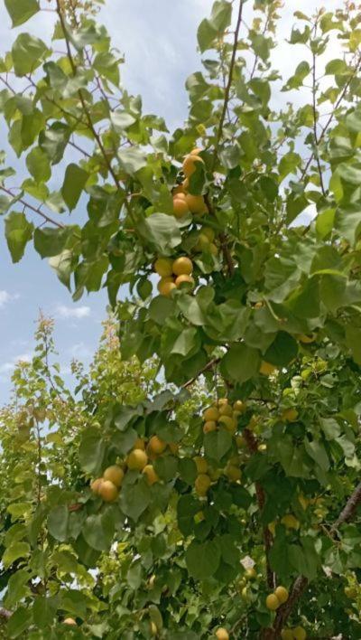 Aνεξάρτητη Παραδοσιακή Πέτρινη Κατοικία Corinth Exteriör bild