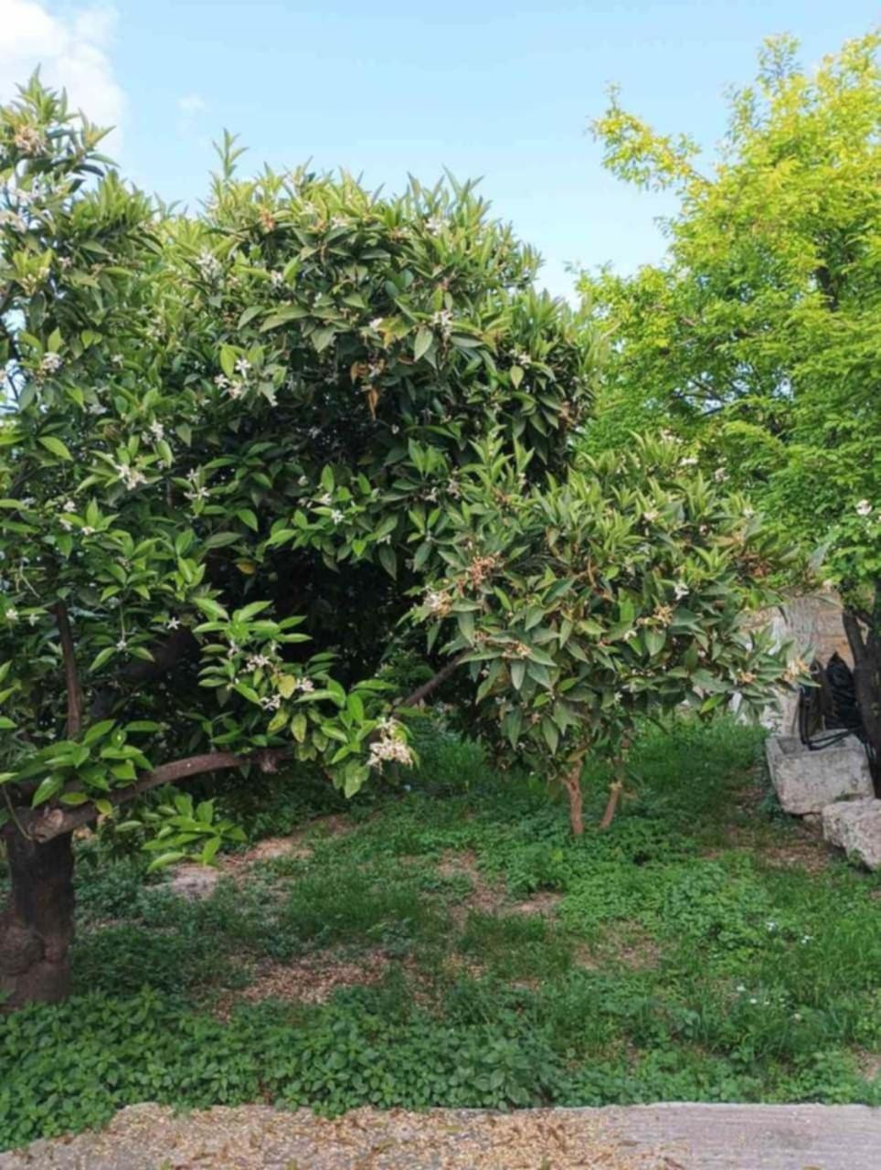 Aνεξάρτητη Παραδοσιακή Πέτρινη Κατοικία Corinth Exteriör bild